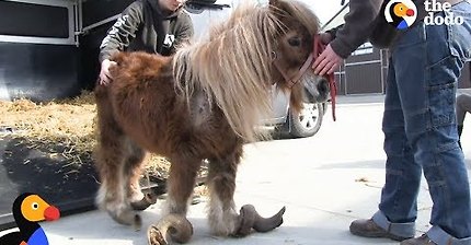 Neglected Pony Hooves Were So Long He Couldn't Walk | The Dodo: Comeback Kids S01E03