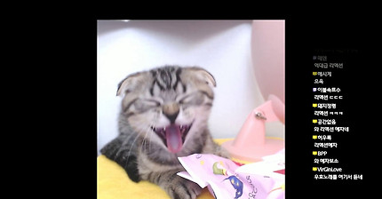 자다가 후원 리액션 해주는 아기고양이 | 인스티즈