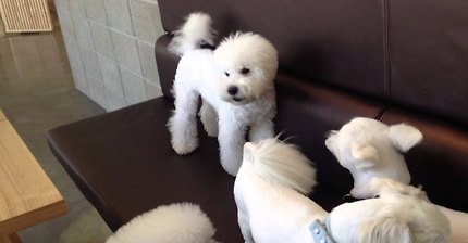 강아지 싸움 말리는 비숑 / Bichon and Other Dogs