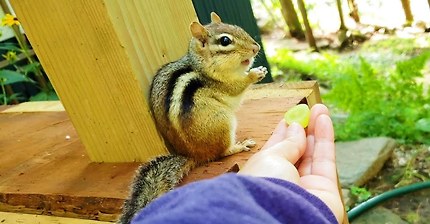 청포도를 줬더니 먹고 있던 땅콩이랑 바꾸는 다람쥐 주니 (feat.쳐키,월리,버찌) Chipmunk Joony Trades Half-Eaten Peanut for Grape