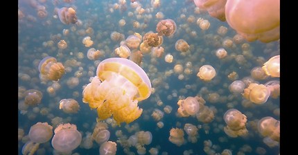 My Surreal Swim With Millions of Jellyfish