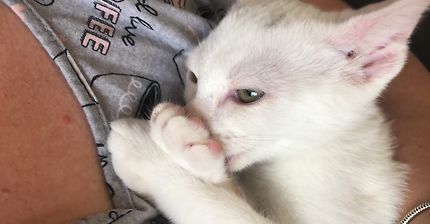 Pacifier Paws