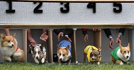 Hundreds of corgis compete in California race