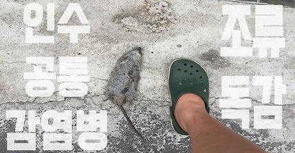 고양이보다 새가 자연생태계에 끼치는 심각한 영향... 인수공통 감염병 / 조류독감이 더 무서운 �