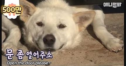 그알 갈색푸들보다 친화력 오지는 뻔순이 | 인스티즈