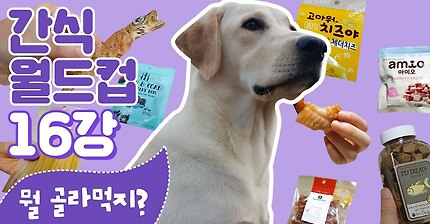 간식 대결하기! 16강 간식 월드컵! 소녀의 1등 간식은 뭘까?? 간식 리뷰 ~ 강아지 유튜브 ♥