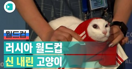 러시아 월드컵 공식 점쟁이 '점본다냥'/비디오머그