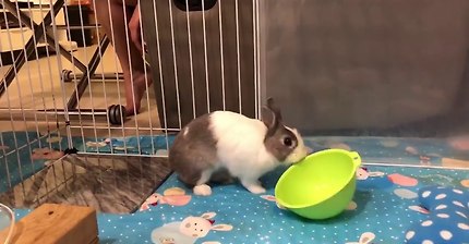 자기 밥그릇 비었다고 밥달라고 난동부리는 토끼 ㅋㅋㅋㅋㅋㅋㅋㅋㅋㅋ