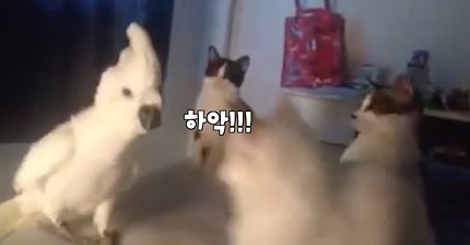 고양이 울음소리 흉내내는 앵무새 (하악질까지..) 냥무새