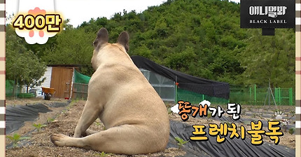 똥개가 되고 비로소 보이는 것들 ㅣ 똥개지오그래피 3화 강원 횡성 퓨전똥개 고기편 Rural Dog Geography EP3.