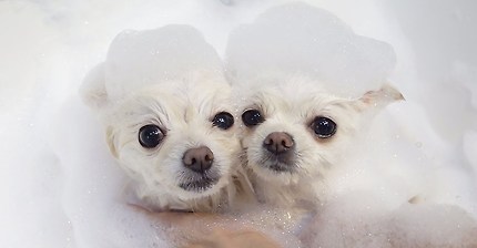 뽀송해진 이쁜 갱얼쥐 ♥ | 인스티즈