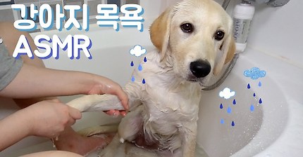 강아지 목욕 하는 소리 ASMR / 버블버블 거품 소리 / 머리 깜는 소리 / 물소리 / 씻는 소리 / 샤워 / 소녀의 행성 / 소행성