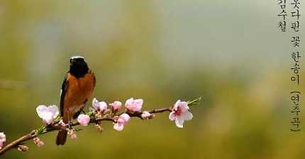 김수철 - 못다핀 꽃한송이 (1983年)