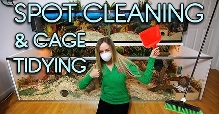 Spot Cleaning & Tidying Kashi's Rainforest Cage ? ?