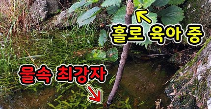 물속 최강 포식자 최후의 안식처 그런데 이곳에 위기가? [오브리더]