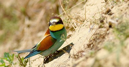 European bee-eater (Merops apiaster)  / Gyurgyalag 4K