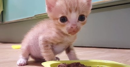새끼들 버리고 집 나가면 안된다~ 누리야ㅜㅜ