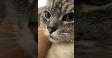 발로 꼬리 밟아서 화난 고양이 장수 | 인스티즈