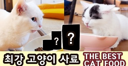 사료 1700종 성분 분석! 최고의 고양이 사료는? THE BEST CAT FOOD