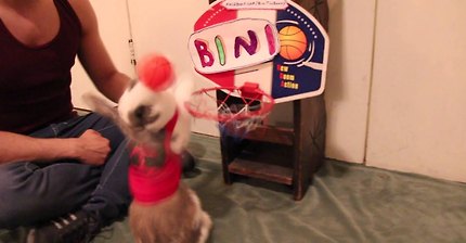 Funny bunny plays basketball -Bini the bunny