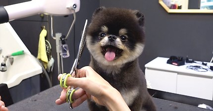 (슈앤트리)포메라니안 곰돌이컷 배냇 미용 / Pomeranian dog first grooming