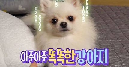 아주아주 똑똑한 강아지 | 인스티즈