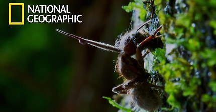 곤충의 뇌를 지배하는 식물 (혐오주의) | 인스티즈