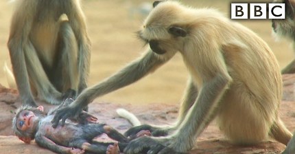로봇 원숭이가 죽은 줄 알고 당황하며 애도하는 원숭이들.jpg | 인스티즈