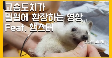 밀웜에 환장하는 고슴도치 소닉이 (feat. 햄스터)
