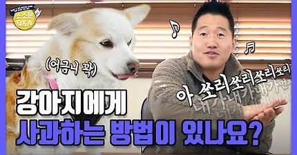 강아지 모르고 쳤을때 사과하는 방법.jpg | 인스티즈