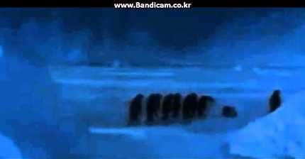 펭귄 넘어지는 소리.youtube | 인스티즈