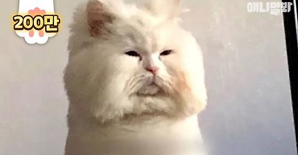 고양이 말숙인데요. 어제 라면맛 츄르 먹고 잤더니 좀 부었네요ㅣThe Identity of A Square Cat LOL