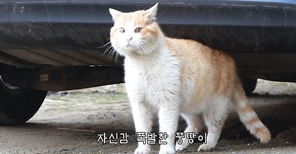 새로운 대장고양이가 된 뚱땅이