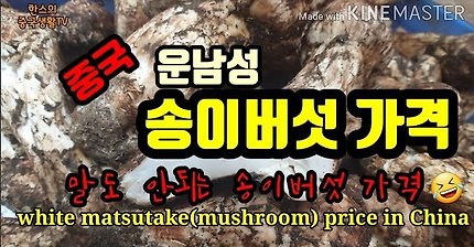 중국 송이버섯 가격/ 말도 안되는 송이가격