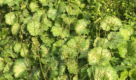 뒤뜰에도 푸름은<br>가득히 왔다.<br>