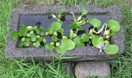 내가 외며느리면<br>좋았을까?<br>