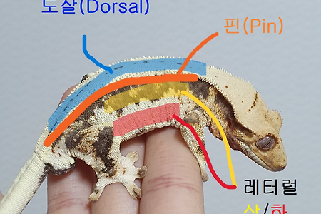 2. 크레스티드 게코 브리딩 용어 정리