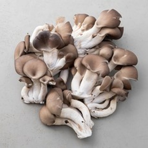 국내산 왕느타리버섯, 500g, 1개