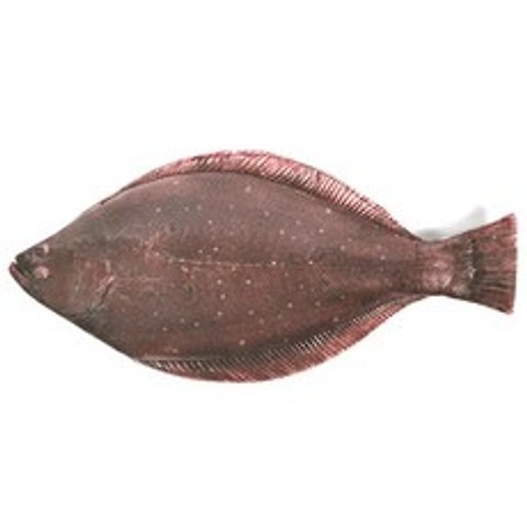 피쉬앤팬시 광어 생선 필통, 혼합색상, 1개