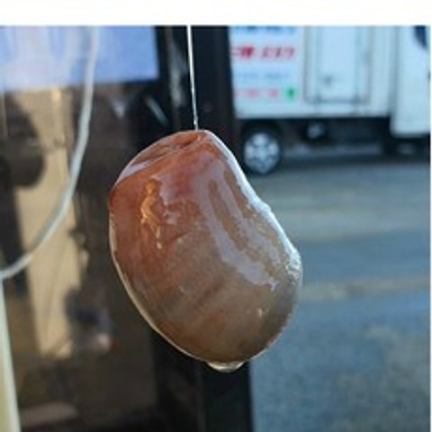 [낚시용] 개불 10미(산소포장) 감성돔 참돔 붕장어 미끼, 6미