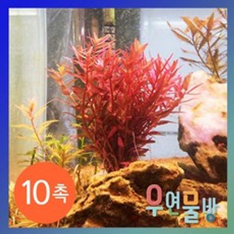 [우연물방] 로탈라 홍콩 10촉 / 수초용품 어항용품 어항수초, 1개