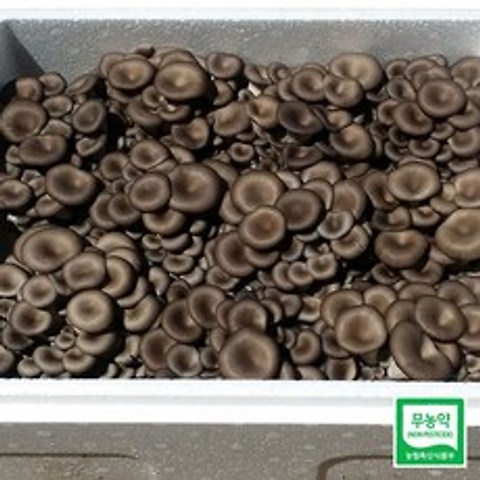 [산지직송] 무농약 느타리 버섯 2kg, 1박스