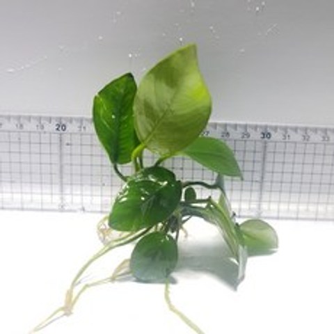 APK 아누비아스나나 한촉 (3~7잎 기준)