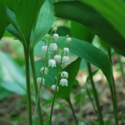 토종 은방울꽃 [4포트] 꽃은 내년기약 (모종 복남이네야생화 화이트 토종 은방울 앙증맞은 봄)