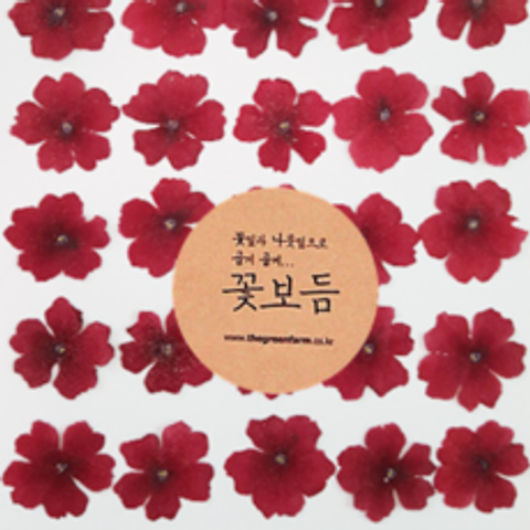그린팜네이처 꽃보듬 압화-버베나, 빨강