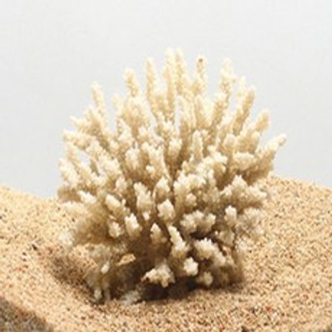 매직아쿠아 꽃산호(중) 10cm전후