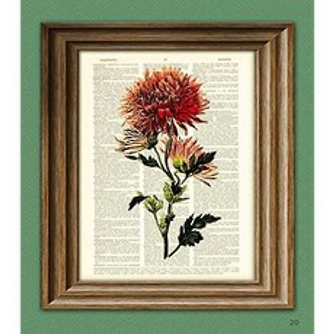 국화 엄마 꽃 식물 그림 멋진 사전 페이지 예술 인쇄, 본상품, 본상품