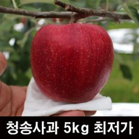 청송사과 부사 꿀 못난이 흠집 10kg 5kg 얼음골 껍질째먹는 가정용 경북 사과, 가정용 흠집사과(소과)5KG(21과~23과)