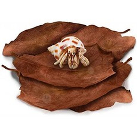 SunGrow Hermit Crab 대형 인도 아몬드 잎 번식 촉진 습도 향상을위한 말린 잎 맛있는 게 치료 및 셀룰로오스 공급원 10, 단일옵션