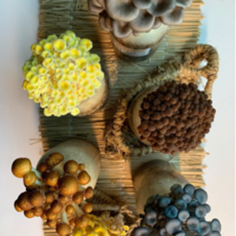 버섯키우기 키트 느타리버섯+금빛느타리+갈색팽이+고기느타리 4입+생버섯4송이, 병